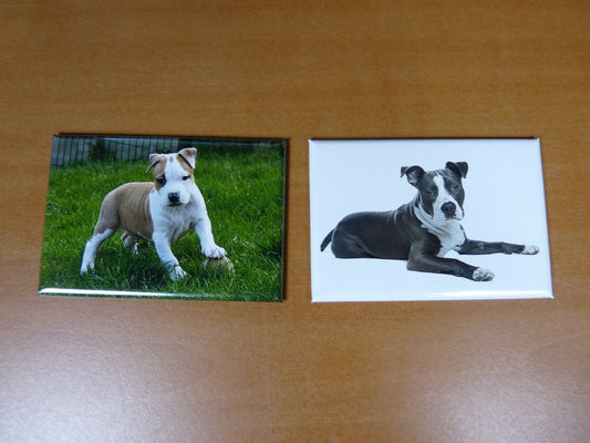 lot 2 Magnets  aimant 7,8 cm X 5,3 cm CHIENS CHIOTS American Staffordshire 21/22